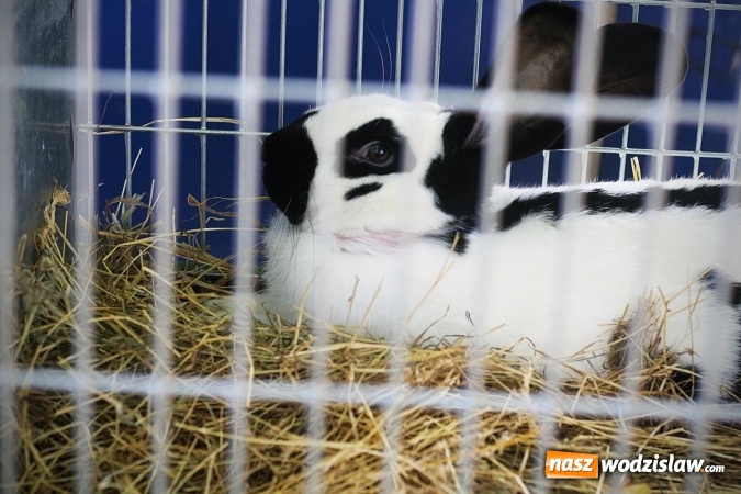 Zdjęcie w galerii na portalu naszwodzislaw.com: Wystawa drobnego inwentarza w Radlinie. Ponad 1000 zwierząt w jednym miejscu. ZDJĘCIA  wiadomości z regionu