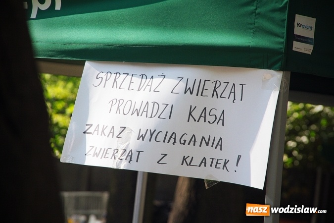 Zdjęcie w galerii na portalu naszwodzislaw.com: Wystawa drobnego inwentarza w Radlinie. Ponad 1000 zwierząt w jednym miejscu. ZDJĘCIA  wiadomości z regionu