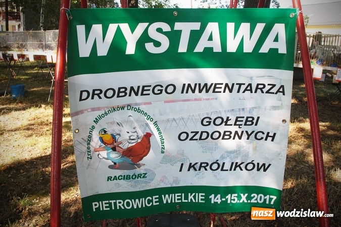 Zdjęcie w galerii na portalu naszwodzislaw.com: Wystawa drobnego inwentarza w Radlinie. Ponad 1000 zwierząt w jednym miejscu. ZDJĘCIA  wiadomości z regionu