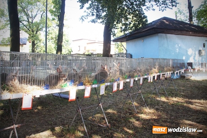 Zdjęcie w galerii na portalu naszwodzislaw.com: Wystawa drobnego inwentarza w Radlinie. Ponad 1000 zwierząt w jednym miejscu. ZDJĘCIA  wiadomości z regionu