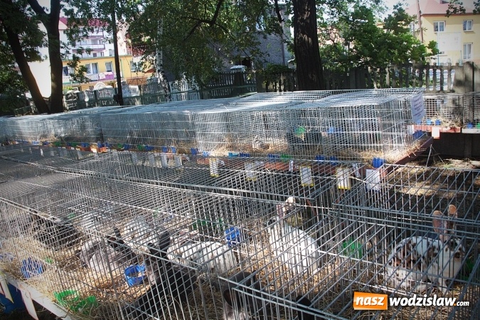 Zdjęcie w galerii na portalu naszwodzislaw.com: Wystawa drobnego inwentarza w Radlinie. Ponad 1000 zwierząt w jednym miejscu. ZDJĘCIA  wiadomości z regionu