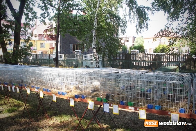 Zdjęcie w galerii na portalu naszwodzislaw.com: Wystawa drobnego inwentarza w Radlinie. Ponad 1000 zwierząt w jednym miejscu. ZDJĘCIA  wiadomości z regionu