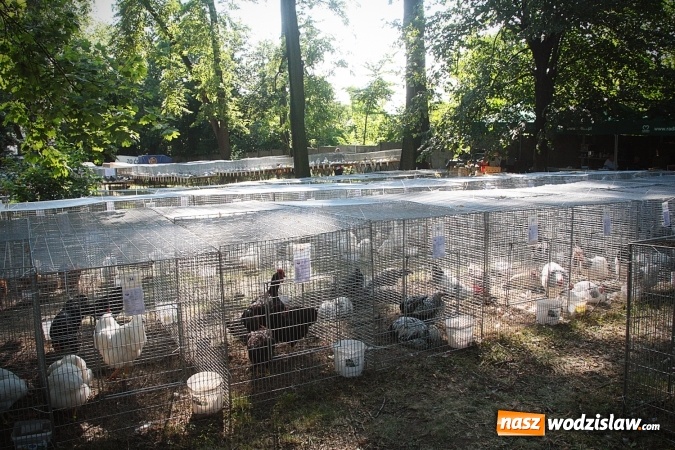 Zdjęcie w galerii na portalu naszwodzislaw.com: Wystawa drobnego inwentarza w Radlinie. Ponad 1000 zwierząt w jednym miejscu. ZDJĘCIA  wiadomości z regionu