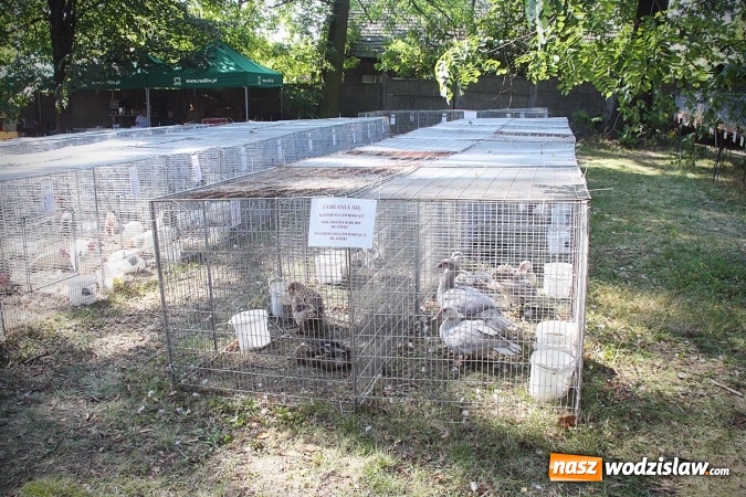 Zdjęcie w galerii na portalu naszwodzislaw.com: Wystawa drobnego inwentarza w Radlinie. Ponad 1000 zwierząt w jednym miejscu. ZDJĘCIA  wiadomości z regionu