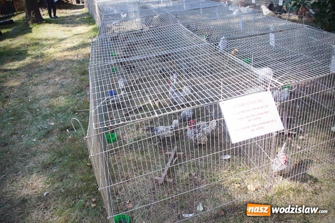 Zdjęcie w galerii na portalu naszwodzislaw.com: Wystawa drobnego inwentarza w Radlinie. Ponad 1000 zwierząt w jednym miejscu. ZDJĘCIA  wiadomości z regionu