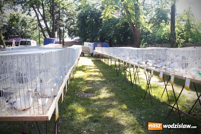 Zdjęcie w galerii na portalu naszwodzislaw.com: Wystawa drobnego inwentarza w Radlinie. Ponad 1000 zwierząt w jednym miejscu. ZDJĘCIA  wiadomości z regionu