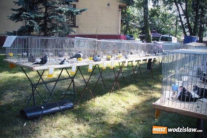 Zdjęcie w galerii na portalu naszwodzislaw.com: Wystawa drobnego inwentarza w Radlinie. Ponad 1000 zwierząt w jednym miejscu. ZDJĘCIA  wiadomości z regionu