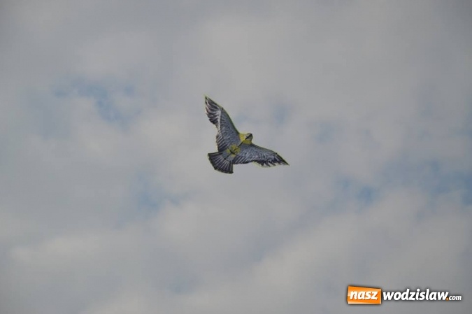 Zdjęcie w galerii na portalu naszwodzislaw.com: Latawiec w Radlinie ma swoje święto wiadomości z regionu