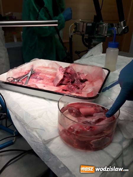 Zdjęcie w galerii na portalu naszwodzislaw.com: Uczniowie Tischnera zostali chirurgami  wiadomości z regionu