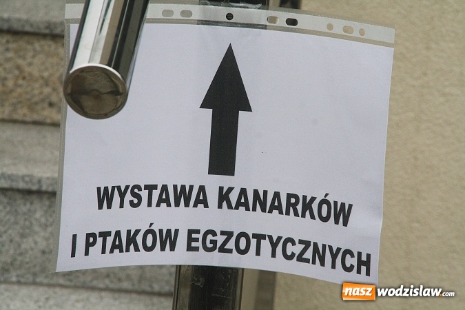 Zdjęcie w galerii na portalu naszwodzislaw.com: Wystawa Kanarków i Ptaków Egzotycznych w Wodzisławskim Centrum Kultury wiadomości z regionu