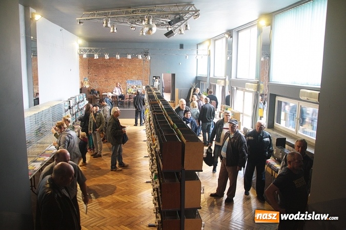 Zdjęcie w galerii na portalu naszwodzislaw.com: Wystawa Kanarków i Ptaków Egzotycznych w Wodzisławskim Centrum Kultury wiadomości z regionu