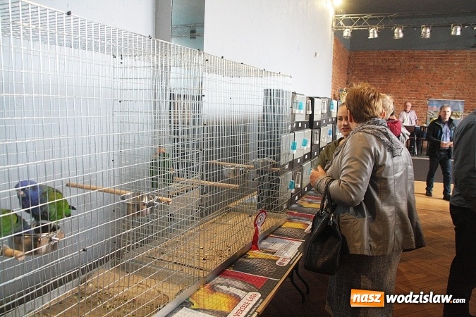 Zdjęcie w galerii na portalu naszwodzislaw.com: Wystawa Kanarków i Ptaków Egzotycznych w Wodzisławskim Centrum Kultury wiadomości z regionu