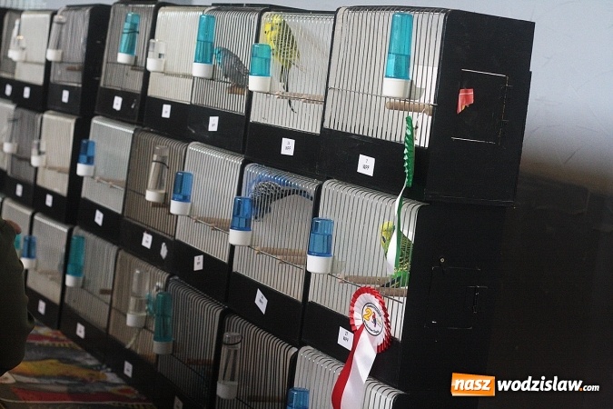 Zdjęcie w galerii na portalu naszwodzislaw.com: Wystawa Kanarków i Ptaków Egzotycznych w Wodzisławskim Centrum Kultury wiadomości z regionu