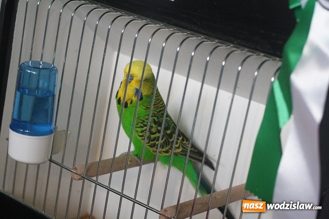 Zdjęcie w galerii na portalu naszwodzislaw.com: Wystawa Kanarków i Ptaków Egzotycznych w Wodzisławskim Centrum Kultury wiadomości z regionu