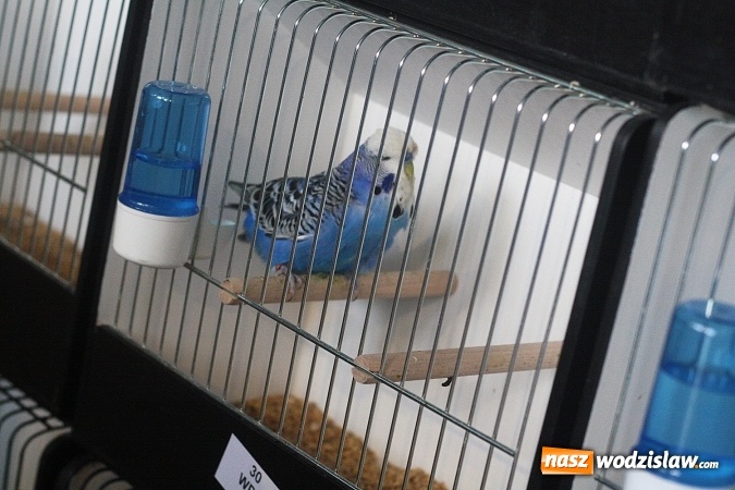 Zdjęcie w galerii na portalu naszwodzislaw.com: Wystawa Kanarków i Ptaków Egzotycznych w Wodzisławskim Centrum Kultury wiadomości z regionu
