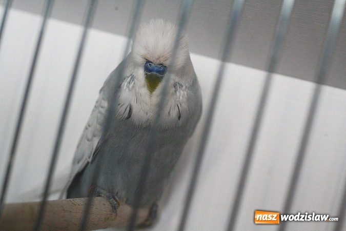 Zdjęcie w galerii na portalu naszwodzislaw.com: Wystawa Kanarków i Ptaków Egzotycznych w Wodzisławskim Centrum Kultury wiadomości z regionu