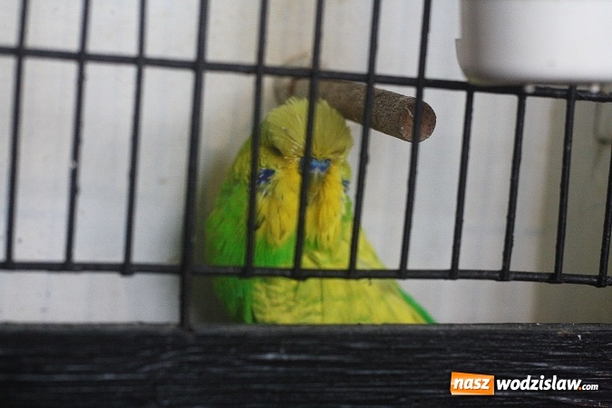 Zdjęcie w galerii na portalu naszwodzislaw.com: Wystawa Kanarków i Ptaków Egzotycznych w Wodzisławskim Centrum Kultury wiadomości z regionu