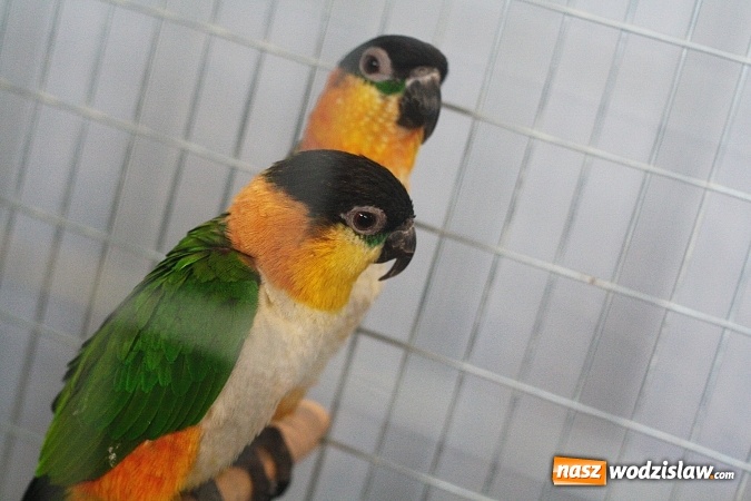 Zdjęcie w galerii na portalu naszwodzislaw.com: Wystawa Kanarków i Ptaków Egzotycznych w Wodzisławskim Centrum Kultury wiadomości z regionu
