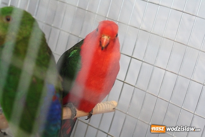 Zdjęcie w galerii na portalu naszwodzislaw.com: Wystawa Kanarków i Ptaków Egzotycznych w Wodzisławskim Centrum Kultury wiadomości z regionu