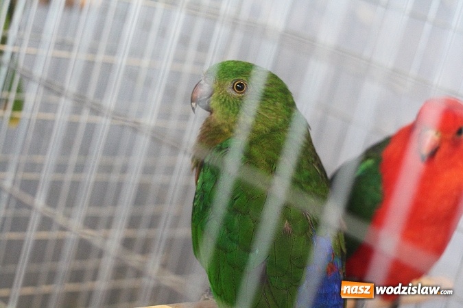 Zdjęcie w galerii na portalu naszwodzislaw.com: Wystawa Kanarków i Ptaków Egzotycznych w Wodzisławskim Centrum Kultury wiadomości z regionu