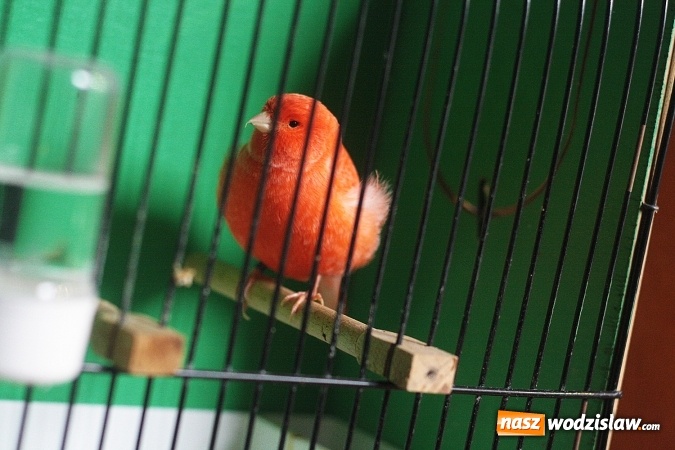 Zdjęcie w galerii na portalu naszwodzislaw.com: Wystawa Kanarków i Ptaków Egzotycznych w Wodzisławskim Centrum Kultury wiadomości z regionu