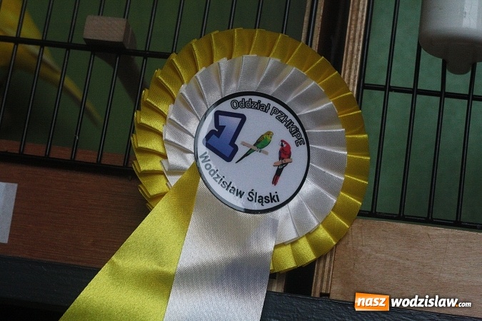 Zdjęcie w galerii na portalu naszwodzislaw.com: Wystawa Kanarków i Ptaków Egzotycznych w Wodzisławskim Centrum Kultury wiadomości z regionu