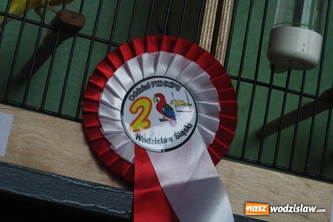 Zdjęcie w galerii na portalu naszwodzislaw.com: Wystawa Kanarków i Ptaków Egzotycznych w Wodzisławskim Centrum Kultury wiadomości z regionu