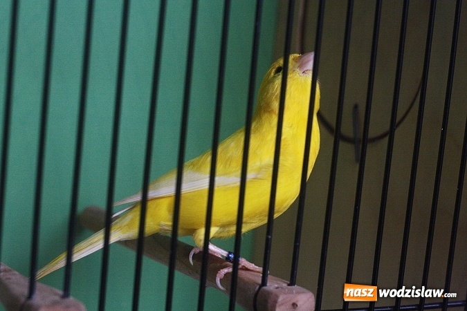 Zdjęcie w galerii na portalu naszwodzislaw.com: Wystawa Kanarków i Ptaków Egzotycznych w Wodzisławskim Centrum Kultury wiadomości z regionu