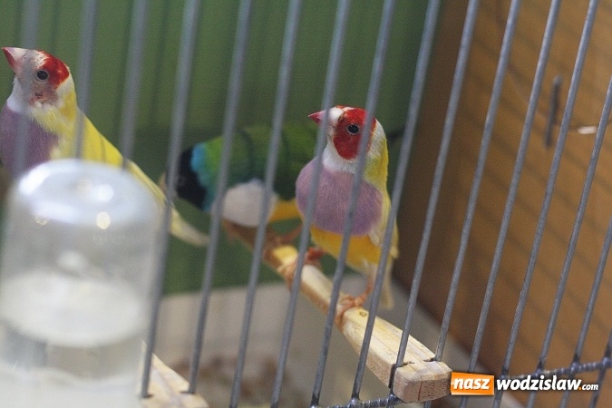 Zdjęcie w galerii na portalu naszwodzislaw.com: Wystawa Kanarków i Ptaków Egzotycznych w Wodzisławskim Centrum Kultury wiadomości z regionu