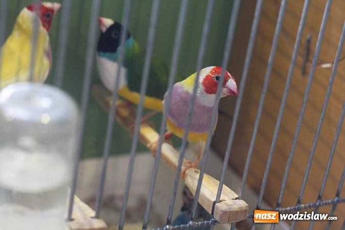 Zdjęcie w galerii na portalu naszwodzislaw.com: Wystawa Kanarków i Ptaków Egzotycznych w Wodzisławskim Centrum Kultury wiadomości z regionu