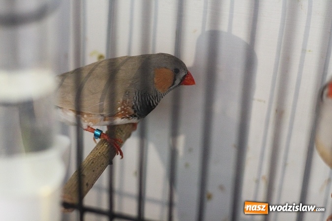 Zdjęcie w galerii na portalu naszwodzislaw.com: Wystawa Kanarków i Ptaków Egzotycznych w Wodzisławskim Centrum Kultury wiadomości z regionu