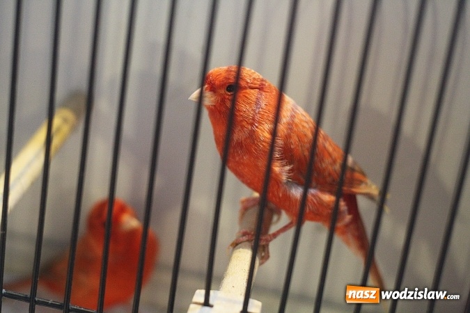 Zdjęcie w galerii na portalu naszwodzislaw.com: Wystawa Kanarków i Ptaków Egzotycznych w Wodzisławskim Centrum Kultury wiadomości z regionu