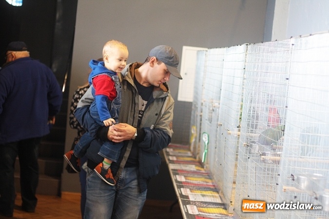 Zdjęcie w galerii na portalu naszwodzislaw.com: Wystawa Kanarków i Ptaków Egzotycznych w Wodzisławskim Centrum Kultury wiadomości z regionu