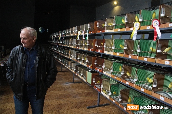 Zdjęcie w galerii na portalu naszwodzislaw.com: Wystawa Kanarków i Ptaków Egzotycznych w Wodzisławskim Centrum Kultury wiadomości z regionu