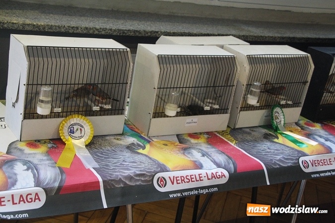 Zdjęcie w galerii na portalu naszwodzislaw.com: Wystawa Kanarków i Ptaków Egzotycznych w Wodzisławskim Centrum Kultury wiadomości z regionu
