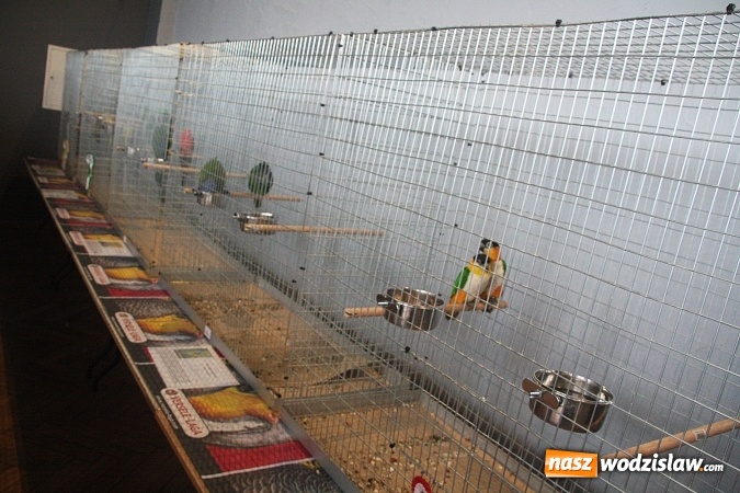 Zdjęcie w galerii na portalu naszwodzislaw.com: Wystawa Kanarków i Ptaków Egzotycznych w Wodzisławskim Centrum Kultury wiadomości z regionu