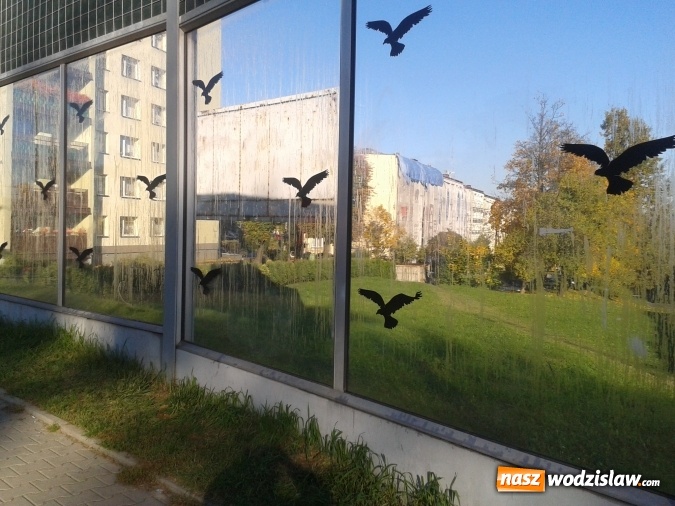 Zdjęcie w galerii na portalu naszwodzislaw.com: Wandale zniszczyli ekrany dźwiękochłonne wiadomości z regionu