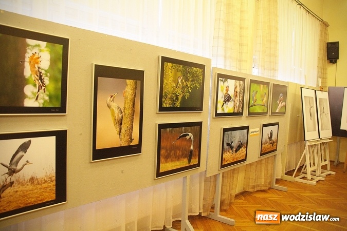 Zdjęcie w galerii na portalu naszwodzislaw.com: To była uczta dla fanów fotografii  wiadomości z regionu