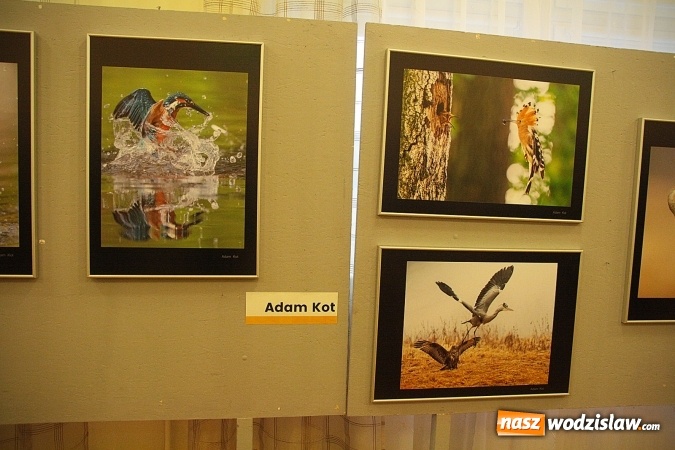 Zdjęcie w galerii na portalu naszwodzislaw.com: To była uczta dla fanów fotografii  wiadomości z regionu