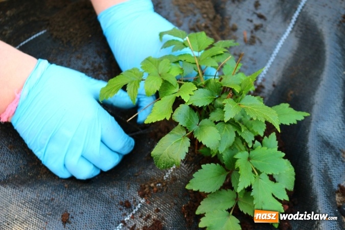 Zdjęcie w galerii na portalu naszwodzislaw.com: Zielono i sensorycznie w Radlinie wiadomości z regionu
