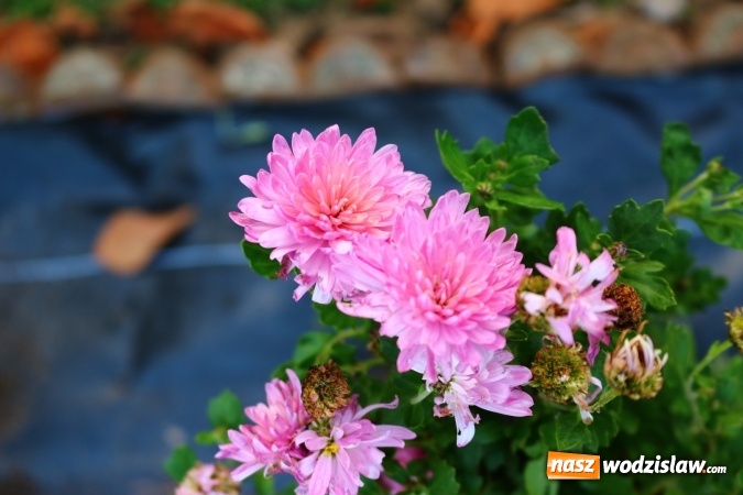 Zdjęcie w galerii na portalu naszwodzislaw.com: Zielono i sensorycznie w Radlinie wiadomości z regionu