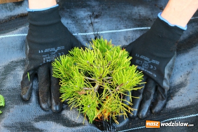 Zdjęcie w galerii na portalu naszwodzislaw.com: Zielono i sensorycznie w Radlinie wiadomości z regionu