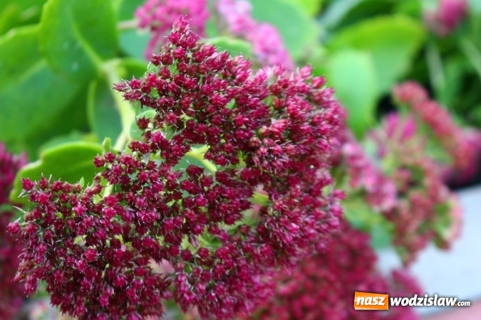 Zdjęcie w galerii na portalu naszwodzislaw.com: Zielono i sensorycznie w Radlinie wiadomości z regionu