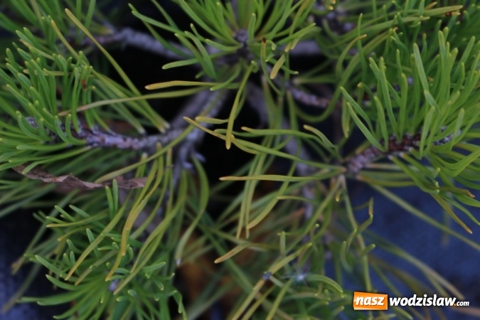 Zdjęcie w galerii na portalu naszwodzislaw.com: Zielono i sensorycznie w Radlinie wiadomości z regionu