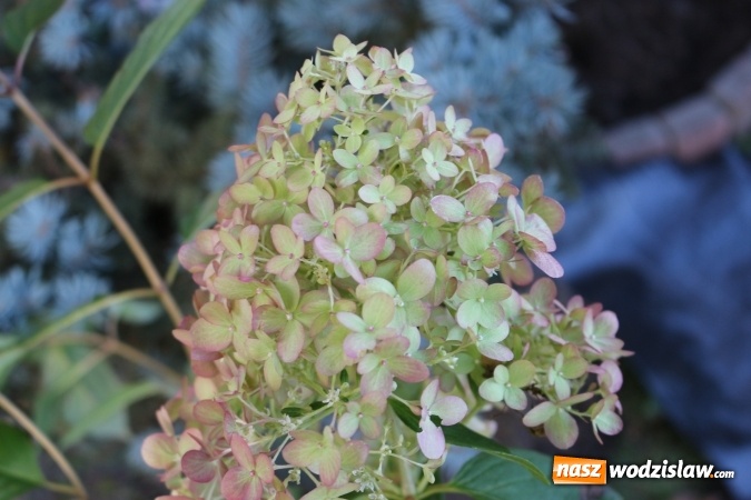 Zdjęcie w galerii na portalu naszwodzislaw.com: Zielono i sensorycznie w Radlinie wiadomości z regionu