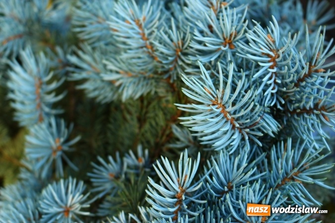 Zdjęcie w galerii na portalu naszwodzislaw.com: Zielono i sensorycznie w Radlinie wiadomości z regionu