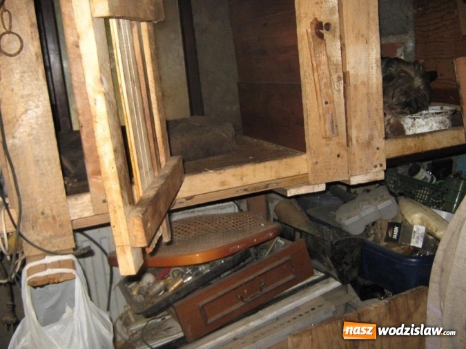 Zdjęcie w galerii na portalu naszwodzislaw.com: Zaniedbane, nieszczepione i żyły w skandalicznych warunkach! W Wodzisławiu odkryto hodowlę psów rasy York wiadomości z regionu