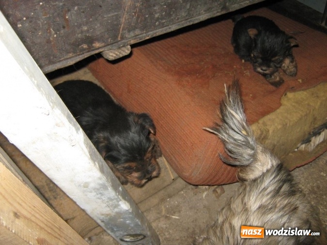 Zdjęcie w galerii na portalu naszwodzislaw.com: Zaniedbane, nieszczepione i żyły w skandalicznych warunkach! W Wodzisławiu odkryto hodowlę psów rasy York wiadomości z regionu