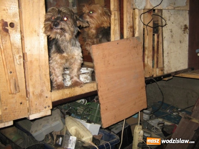 Zdjęcie w galerii na portalu naszwodzislaw.com: Zaniedbane, nieszczepione i żyły w skandalicznych warunkach! W Wodzisławiu odkryto hodowlę psów rasy York wiadomości z regionu