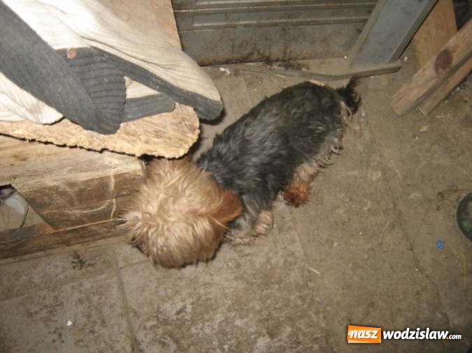 Zdjęcie w galerii na portalu naszwodzislaw.com: Zaniedbane, nieszczepione i żyły w skandalicznych warunkach! W Wodzisławiu odkryto hodowlę psów rasy York wiadomości z regionu